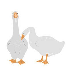 Pair Of Female And Male Goose Isolated On White