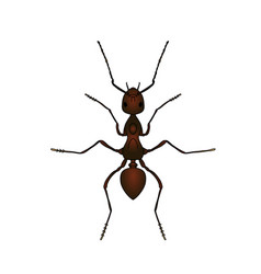 Formica Exsecta Sketch Of Ant Ant Isolated