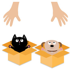 Human Hand Dog Cat Inside Opened Cardboard