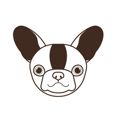 Head Cute Boston Terrier Dog On White