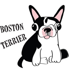 Boston Terrier Puppy