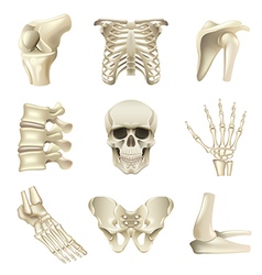 Human Bones Icons Set