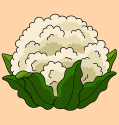 Cauliflower Vegetable Colored Cartoon