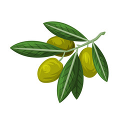 Green Olive Branch With Leaf And Fruit As Greece