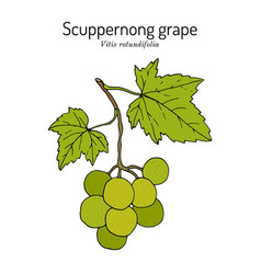 Scuppernong Grape Vitis Rotundifolia Branch