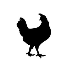 Hen Or Chicken Silhouette Isolated In White