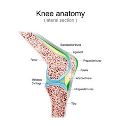 Knee Anatomy Side View