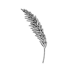 Hand Drawn Pampas Grass Isolated On White