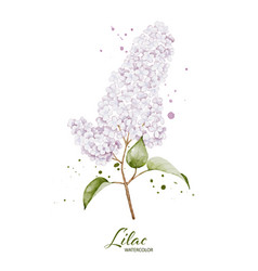 Lilac Flower And Leaves Watercolor