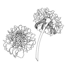 Lush Scabiosa Flowers Set Line