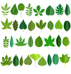 Set Of Tree Leaves