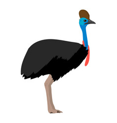 Casuarius - Southern Cassowary