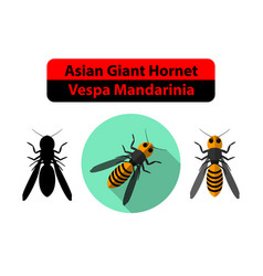 Asian Giant Hornet Or Vespa Mandarinia On White