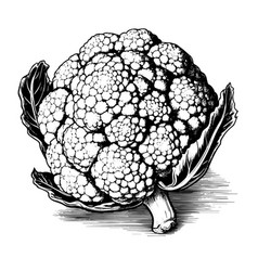 Cauliflower Drawing Isolated Hand Drawn Object