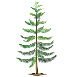 A Norfolk Island Pine