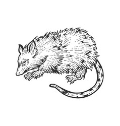 Opossum Animal Sketch Engraving