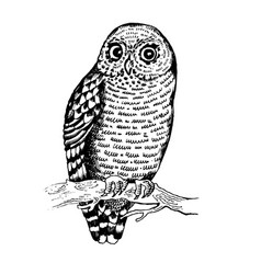 Owl Bird Engraving