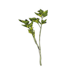 Hand Drawn Branch Of Fresh Parsley With Leaves