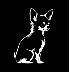 Chihuahua - Black And White