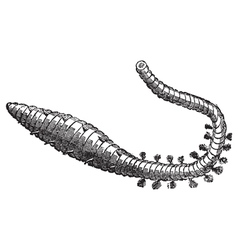 Lugworm Sandworm Engraving