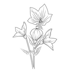 Sketch Bell Flower Drawing