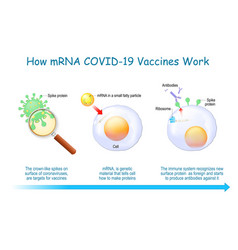 How Mrna Vaccines Work Covid-19 Pandemic