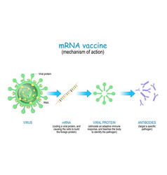 Mechanism Action Rna Vaccine