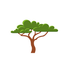 African Acacia Tree With Wide Crown Flat Style