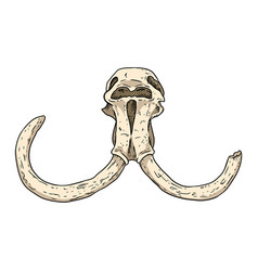 Mammoth Fossilized Skull With Tusks Hand Drawn