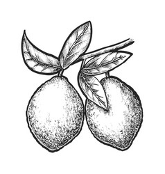 Isolated Sketch Of Lemon Fruit Citrus