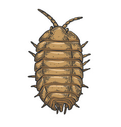 Wood Louse Insect Sketch