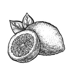 Hand Drawn Lemon Sketch Of Citrus Fruit