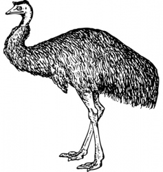 Emu Dromiceiidae