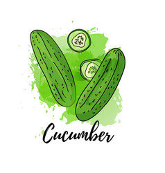 Green Cucumber Watercolor