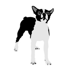 Portrait Boston Terrier Dog Isolated