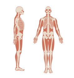 Human Skeleton Front And Side View Men Anatomy