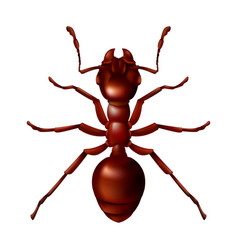 Realistic Red Ant Close Up 3d Of A Domestic