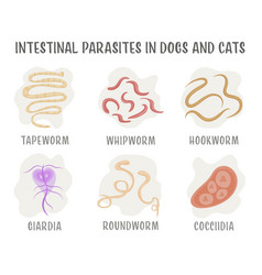 Common Internal Parasites In Dog And Cats