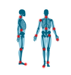 Human Skeleton Front And Side View Men Anatomy