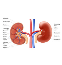 Diagram Showing Human Kidney Anatomy Realistic 3d