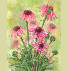 Watercolor Echinacea Bouquet