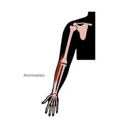 Muscular System Arms