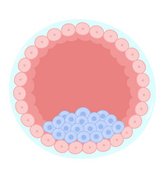 Anatomy Of A Blastocyst