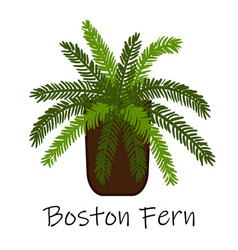 Boston Fern