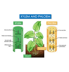 Diagram Showing Xylem And Phloem Plant