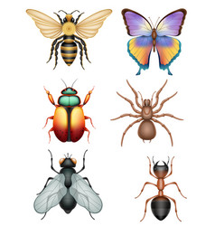 Set Insects Wildlife Animals