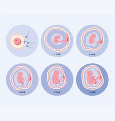 Six Embryo Development Phases