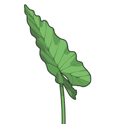 Taro Leaf