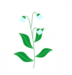 Lily Of The Valley