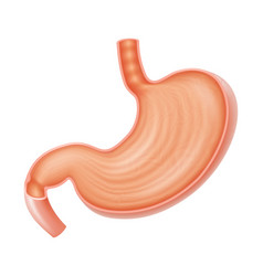 Cross Section Of Stomach Medical Drawing Healthy